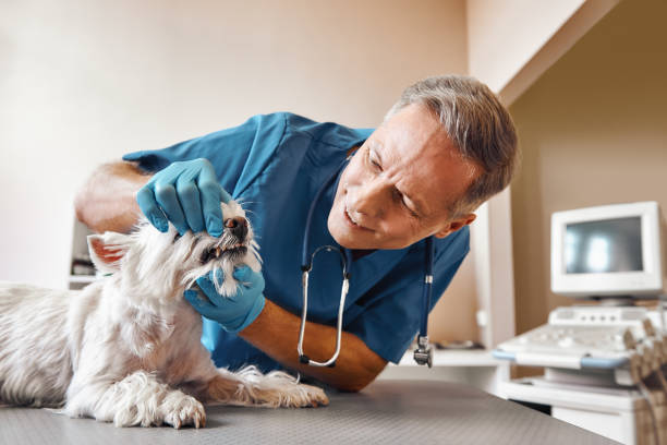 Best Weekend Emergency Dentist in Crosby, TX